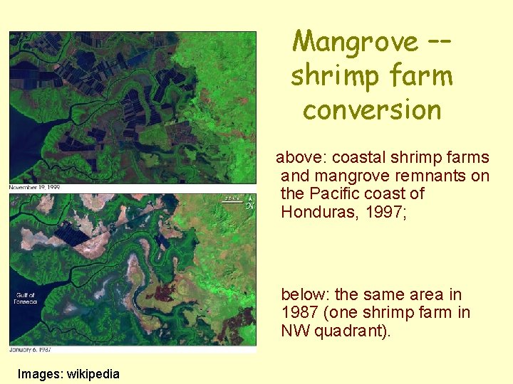 Mangrove –– shrimp farm conversion above: coastal shrimp farms and mangrove remnants on the