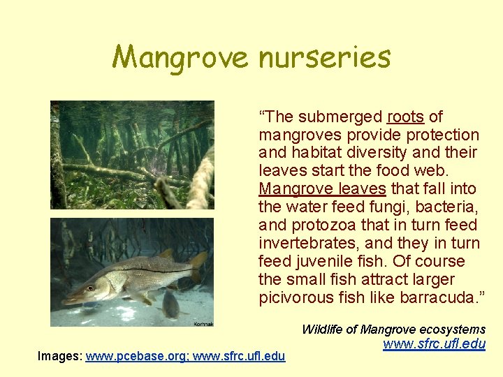 Mangrove nurseries “The submerged roots of mangroves provide protection and habitat diversity and their