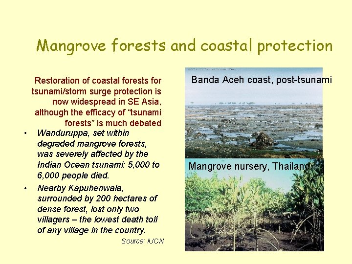Mangrove forests and coastal protection Restoration of coastal forests for tsunami/storm surge protection is