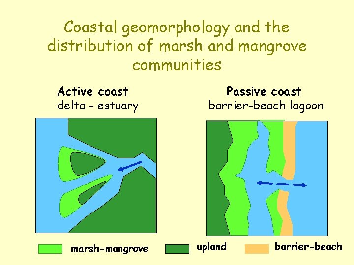 Coastal geomorphology and the distribution of marsh and mangrove communities Active coast delta -