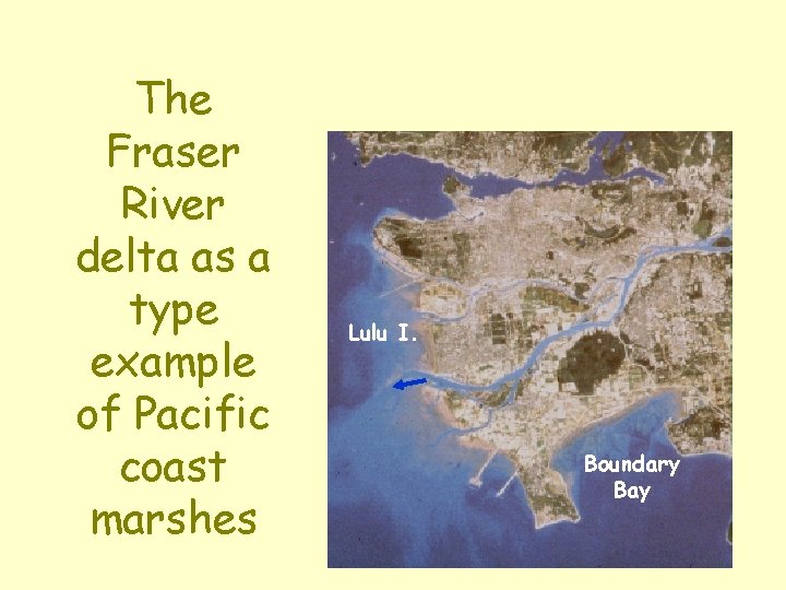The Fraser River delta as a type example of Pacific coast marshes Lulu I.