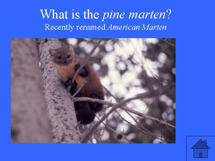 What is the pine marten? Recently renamed American Marten 