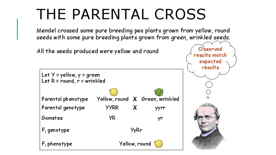 THE PARENTAL CROSS Mendel crossed some pure breeding pea plants grown from yellow, round