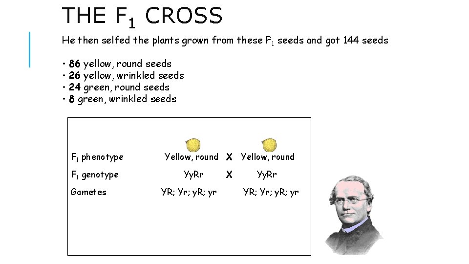 THE F 1 CROSS He then selfed the plants grown from these F 1