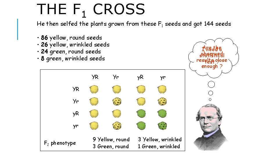 THE F 1 CROSS He then selfed the plants grown from these F 1