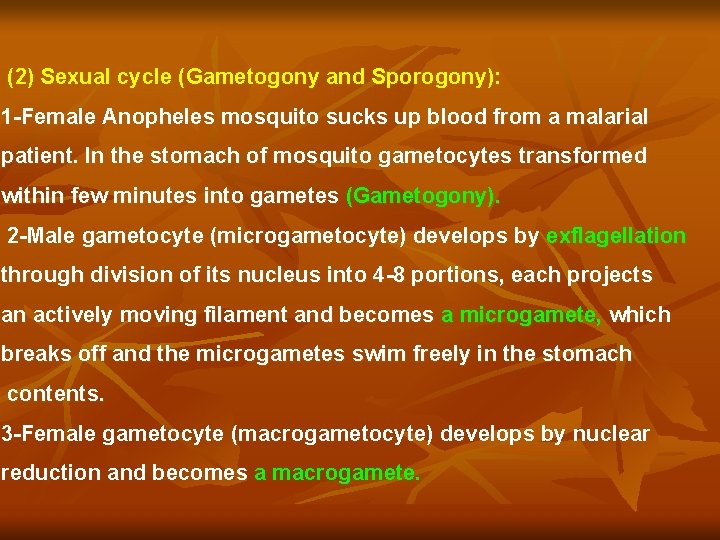 (2) Sexual cycle (Gametogony and Sporogony): 1 -Female Anopheles mosquito sucks up blood from