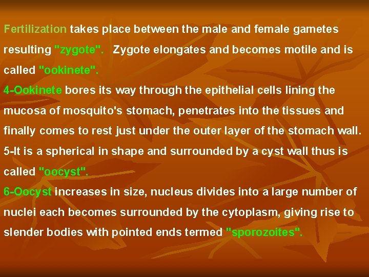 Fertilization takes place between the male and female gametes resulting "zygote". Zygote elongates and