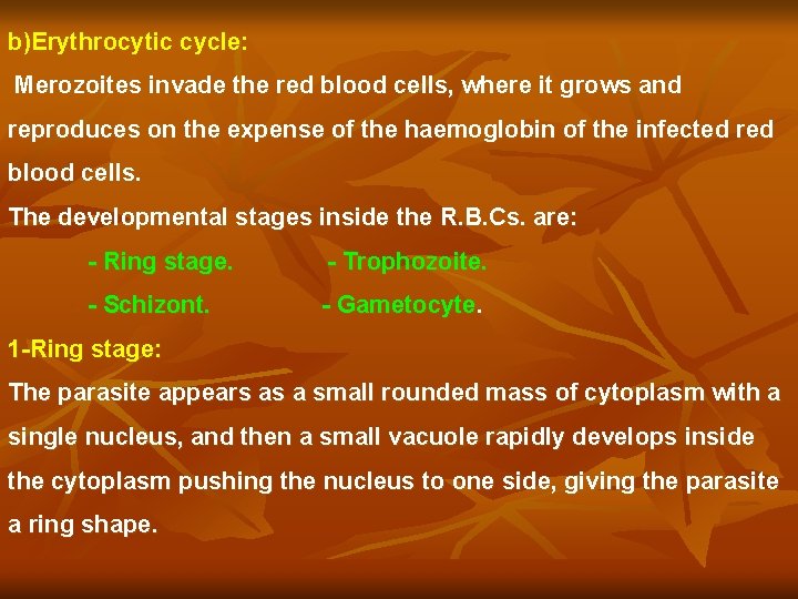 b)Erythrocytic cycle: Merozoites invade the red blood cells, where it grows and reproduces on