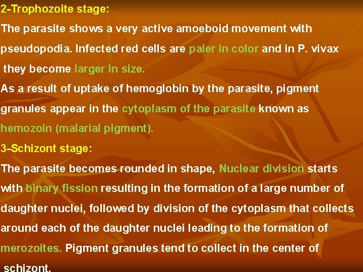 2 -Trophozoite stage: The parasite shows a very active amoeboid movement with pseudopodia. Infected