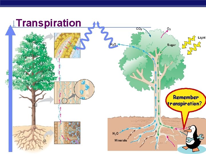 Transpiration Remember transpiration? AP Biology 