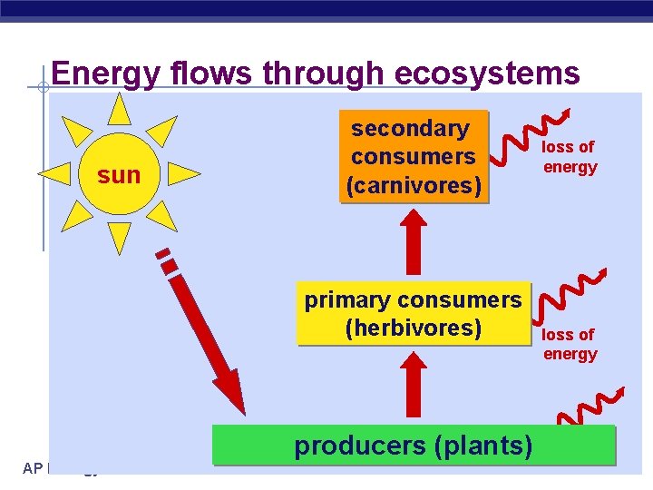 Energy flows through ecosystems sun secondary consumers (carnivores) primary consumers (herbivores) producers (plants) AP
