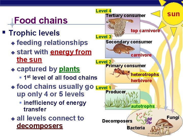 Food chains § Trophic levels feeding relationships u start with energy from the sun