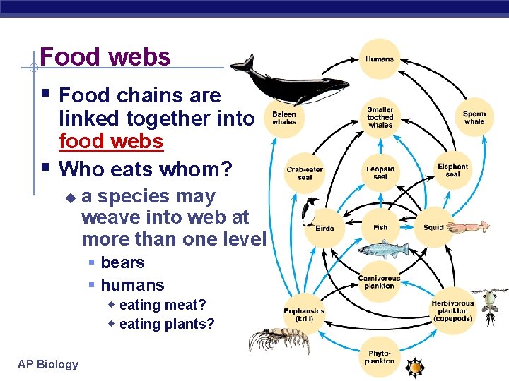 Food webs § Food chains are § linked together into food webs Who eats