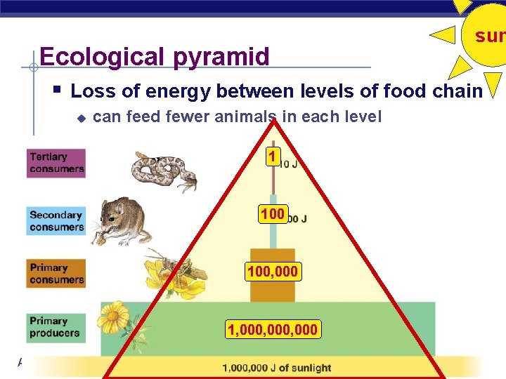 Ecological pyramid sun § Loss of energy between levels of food chain u can