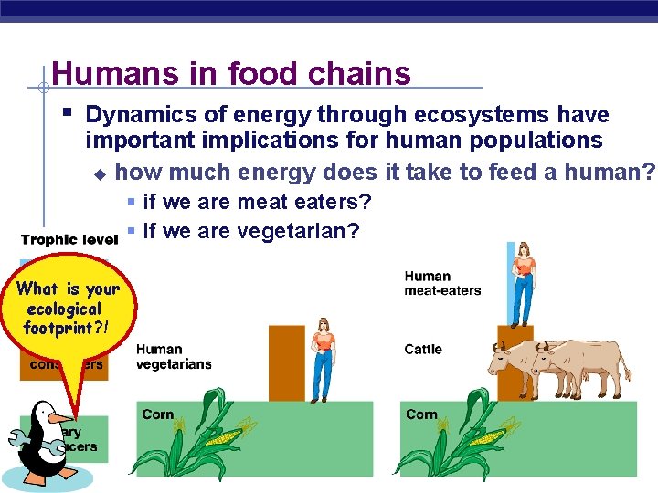 Humans in food chains § Dynamics of energy through ecosystems have important implications for