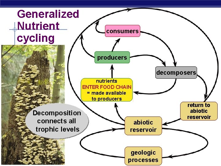 Generalized Nutrient cycling consumers producers consumers decomposers nutrients ENTER FOOD CHAIN made available =