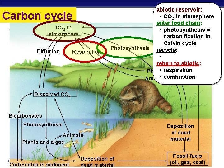 Carbon cycle CO 2 in atmosphere Diffusion Respiration abiotic reservoir: § CO 2 in