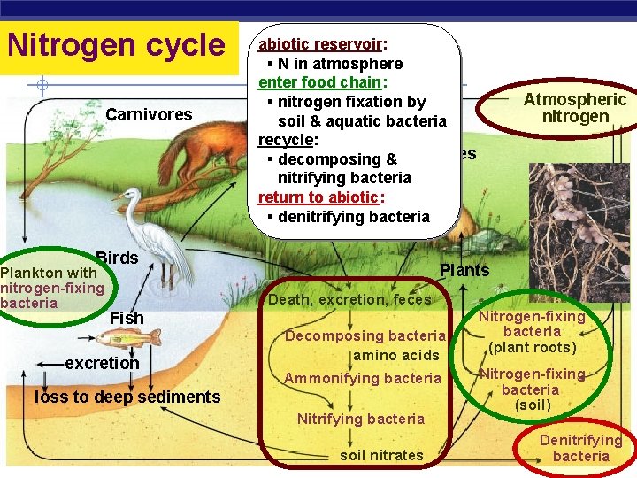 Nitrogen cycle Carnivores abiotic reservoir: § N in atmosphere enter food chain: § nitrogen