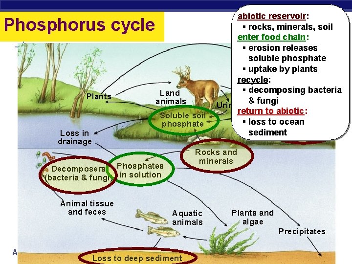 Phosphorus cycle Plants Land animals Soluble soil phosphate Loss in drainage abiotic reservoir: §