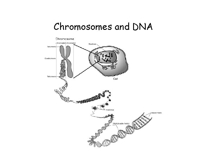 Chromosomes and DNA 