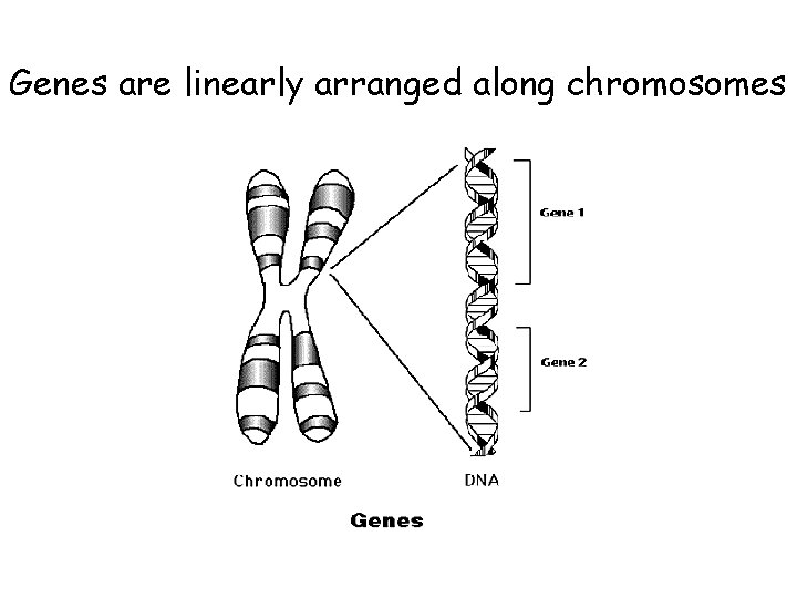 Genes are linearly arranged along chromosomes 