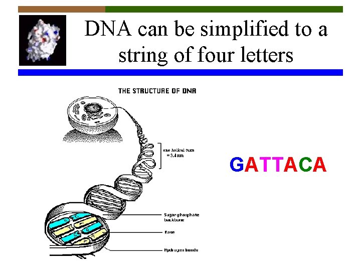 DNA can be simplified to a string of four letters GATTACA 