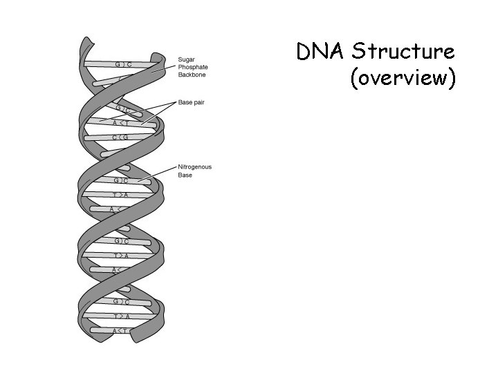 DNA Structure (overview) 