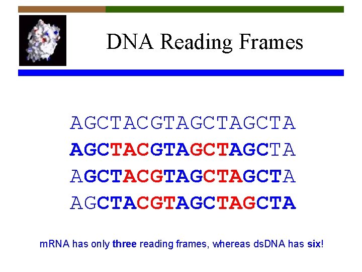 DNA Reading Frames AGCTACGTAGCTAGCTA m. RNA has only three reading frames, whereas ds. DNA