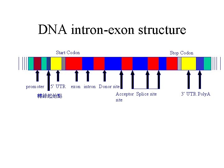 DNA intron-exon structure Start Codon promoter 5’ UTR 轉錄起始點 exon intron Donor site Acceptor