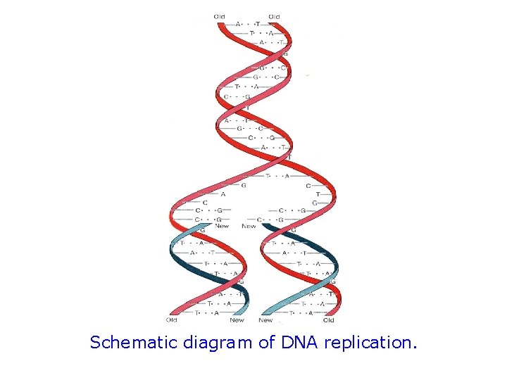 Schematic diagram of DNA replication. 