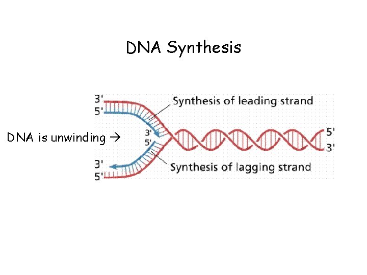 DNA Synthesis DNA is unwinding 