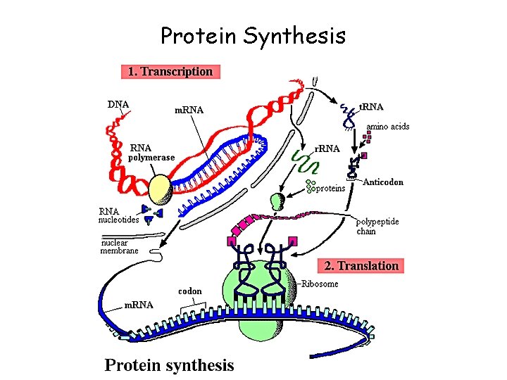 Protein Synthesis 