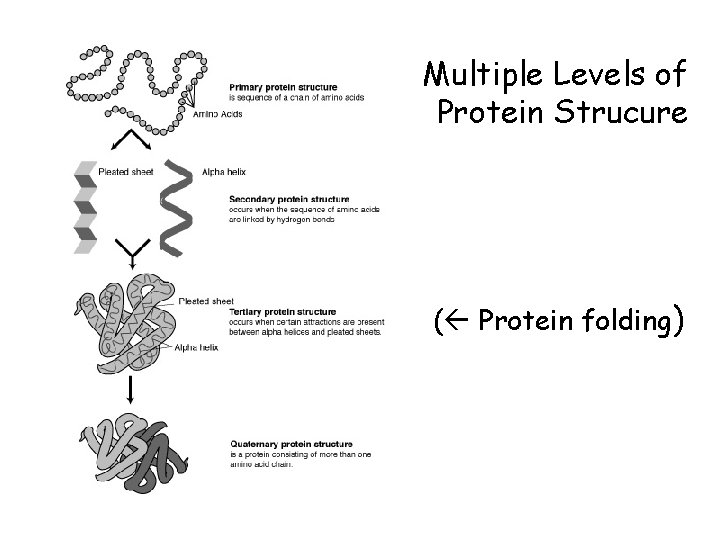 Multiple Levels of Protein Strucure ( Protein folding) 