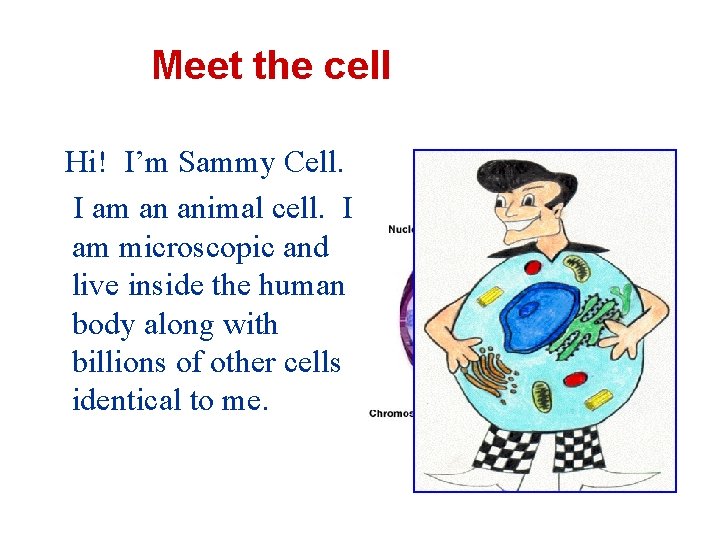 Meet the cell Hi! I’m Sammy Cell. I am an animal cell. I am