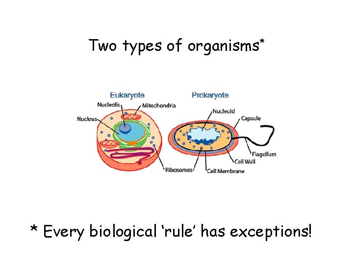 Two types of organisms* * Every biological ‘rule’ has exceptions! 