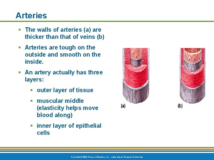 Arteries § The walls of arteries (a) are thicker than that of veins (b)