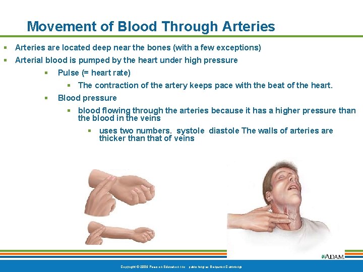 Movement of Blood Through Arteries § Arteries are located deep near the bones (with