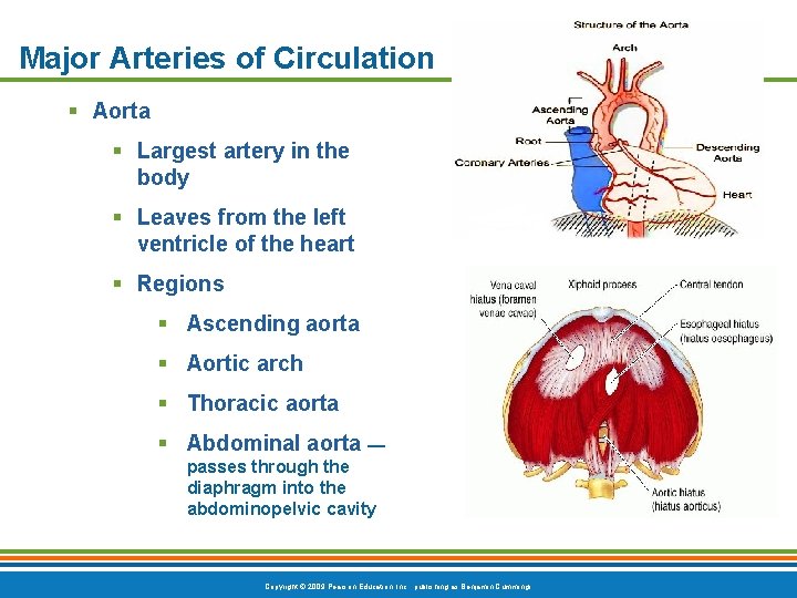 Major Arteries of Circulation § Aorta § Largest artery in the body § Leaves