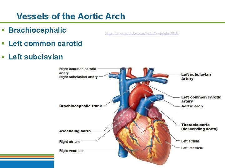 Vessels of the Aortic Arch § Brachiocephalic https: //www. youtube. com/watch? v=fqbj. In. QJtz.