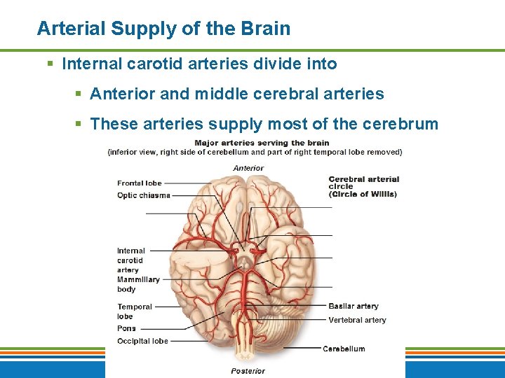 Arterial Supply of the Brain § Internal carotid arteries divide into § Anterior and