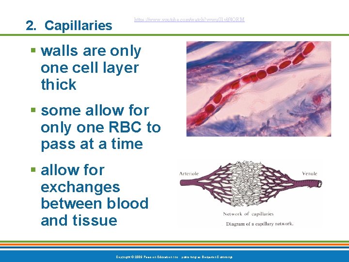 2. Capillaries https: //www. youtube. com/watch? v=wu 01 vlf 4 ORM § walls are