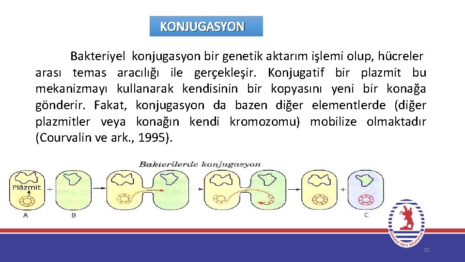 KONJUGASYON Bakteriyel konjugasyon bir genetik aktarım işlemi olup, hücreler arası temas aracılığı ile gerçekleşir.