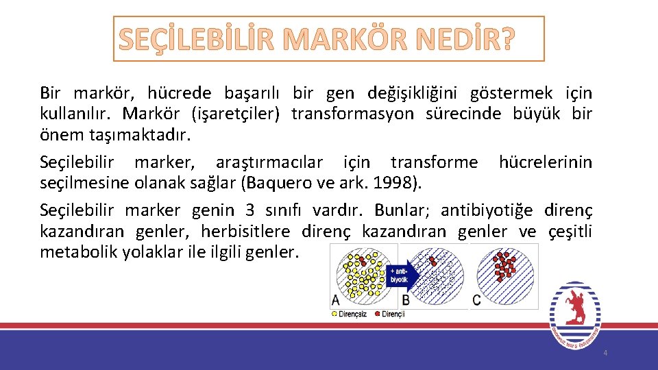 SEÇİLEBİLİR MARKÖR NEDİR? Bir markör, hücrede başarılı bir gen değişikliğini göstermek için kullanılır. Markör