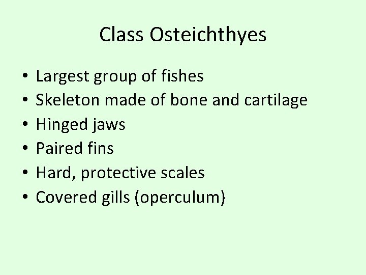 Class Osteichthyes • • • Largest group of fishes Skeleton made of bone and