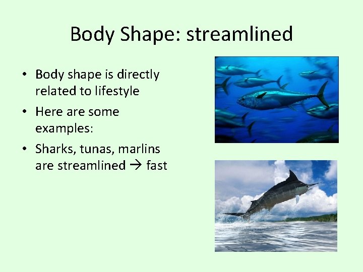 Body Shape: streamlined • Body shape is directly related to lifestyle • Here are