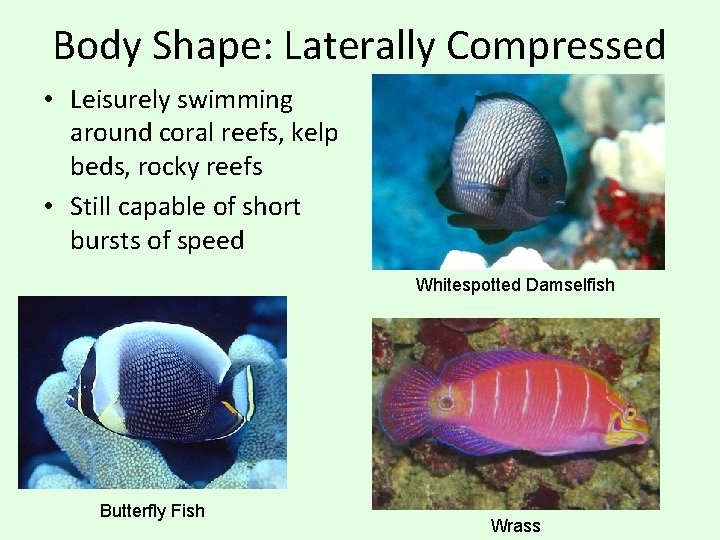 Body Shape: Laterally Compressed • Leisurely swimming around coral reefs, kelp beds, rocky reefs