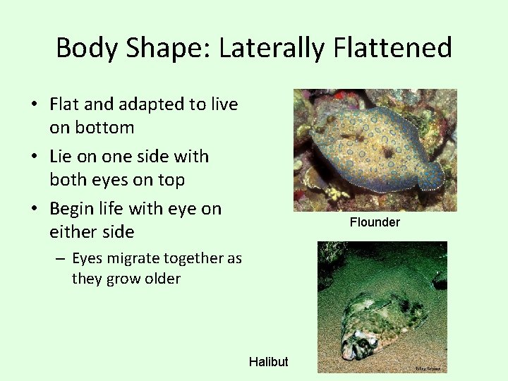 Body Shape: Laterally Flattened • Flat and adapted to live on bottom • Lie