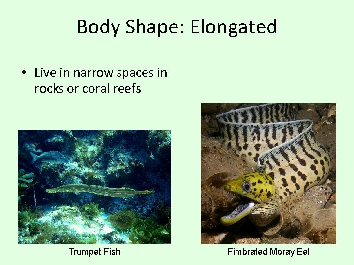 Body Shape: Elongated • Live in narrow spaces in rocks or coral reefs Trumpet