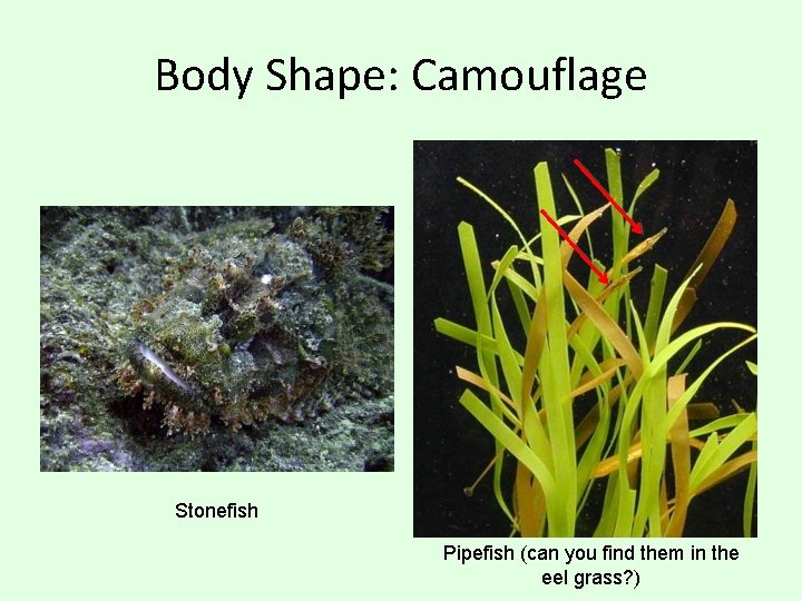 Body Shape: Camouflage Stonefish Pipefish (can you find them in the eel grass? )