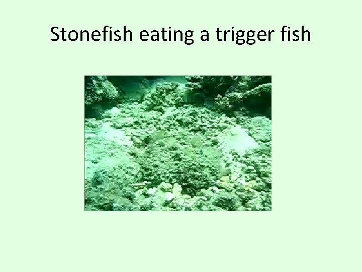 Stonefish eating a trigger fish 
